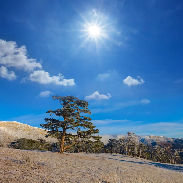 Crecimiento Del Bosque Pinos Meseta Montañosa Día Soleado —  Fotos de Stock