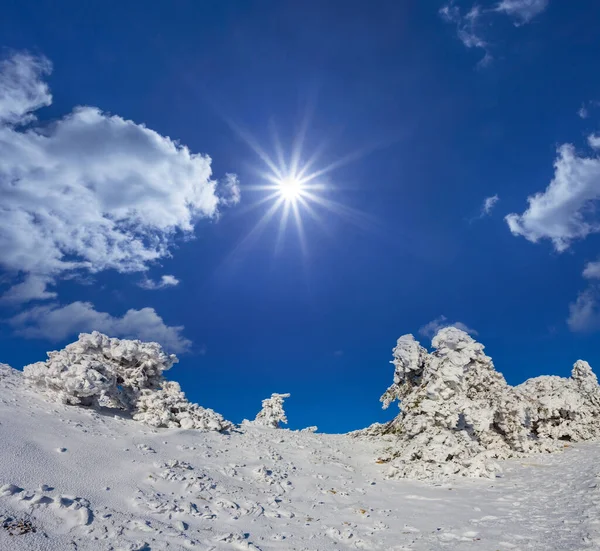 Fir Forest Snow Sunny Day Winter Natural Background — Stock Photo, Image