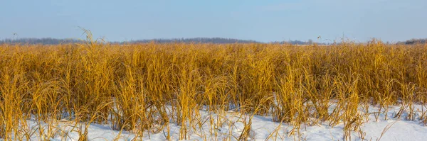 被雪覆盖的草原 自然的冬季景象 — 图库照片