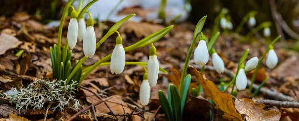 Forest Glade Covered White Snowdrop Flowers Natural Spring Background — Stock Photo, Image