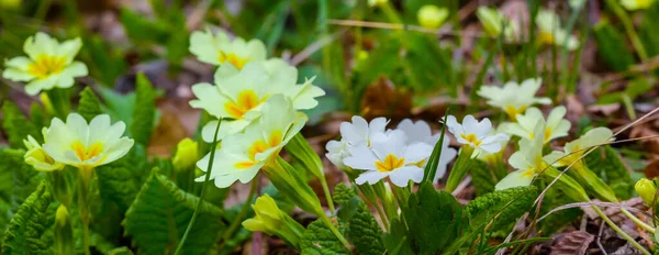 Heap Wild Flowers Forest — Stock Photo, Image