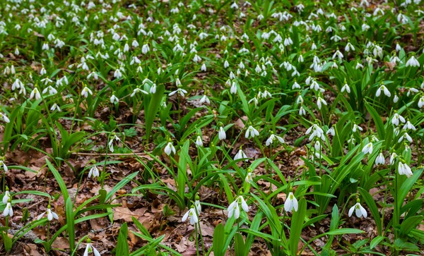 Forest Glade Covered White Snowdrop Flowers Natural Spring Background — Stock Photo, Image