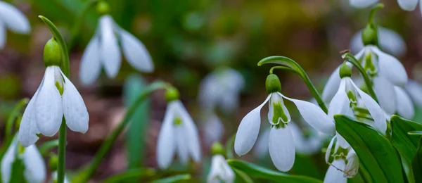 Radura Boschiva Ricoperta Bianchi Fiori Bucaneve Sfondo Naturale Primaverile — Foto Stock