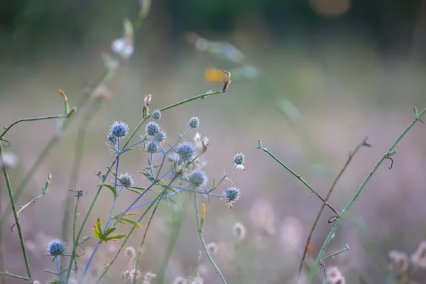 草原上的特写野花 自然室外背景 — 图库照片