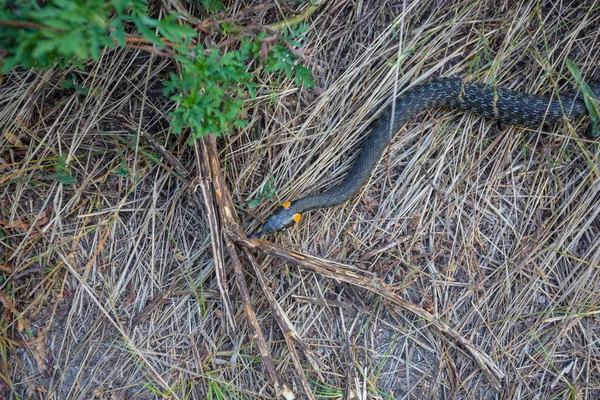 Closeup Snake Crawl Ground — Stock Photo, Image