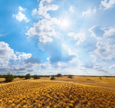 Güneşli bir günde kumlu çayırlarda