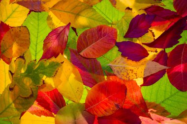 kırmızı sonbahar kuru yaprakları doğal arkaplan