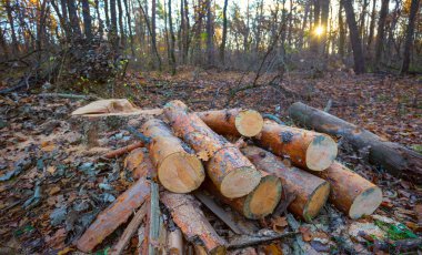 Ormandaki çam ağacı yığını