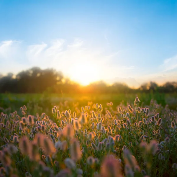 夏の森は夕日に花が咲き誇り自然豊かな田園風景 — ストック写真