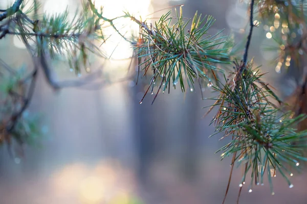森の中の針で松の木の枝を塞ぐ早朝の自然な背景 — ストック写真