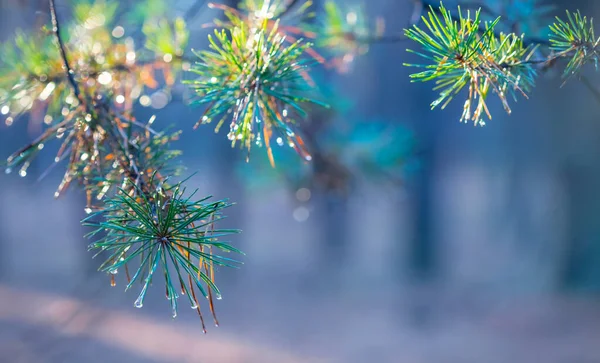 森の中の針で松の木の枝を塞ぐ早朝の自然な背景 — ストック写真