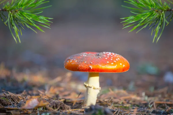 Närbild Röd Flyagarisk Svamp Skogen Naturlig Utomhus Bakgrund — Stockfoto