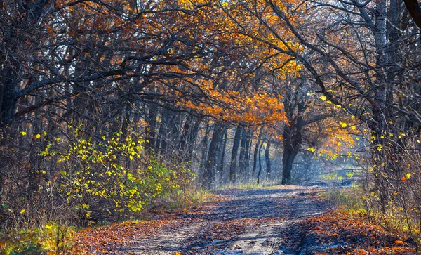 Špinavá Pozemní Cesta Podzimním Lese — Stock fotografie