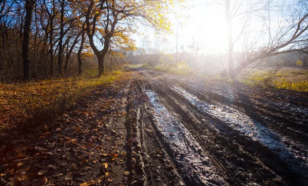 dirty ground road in autumn forest at the early morning