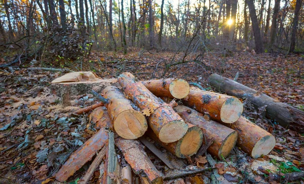 Hög Med Tallstammen Skogen — Stockfoto