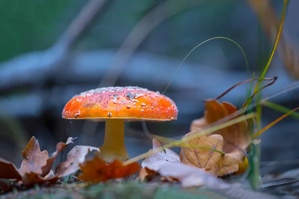 Closeup Rød Flyagaric Champignon Skov Naturlig Udendørs Baggrund - Stock-foto