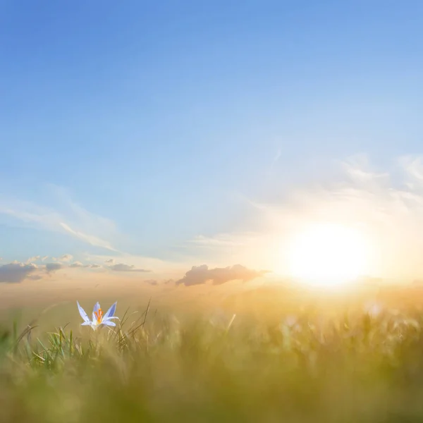 落日时分 草原草丛中的小白花 — 图库照片