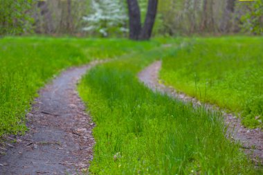 Yeşil yaz ormanlarında zemin yolu, güzel doğa manzarası
