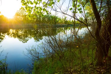 Güneşli bir günde nehir kıyısındaki yeşil orman, güzel kırsal alan.