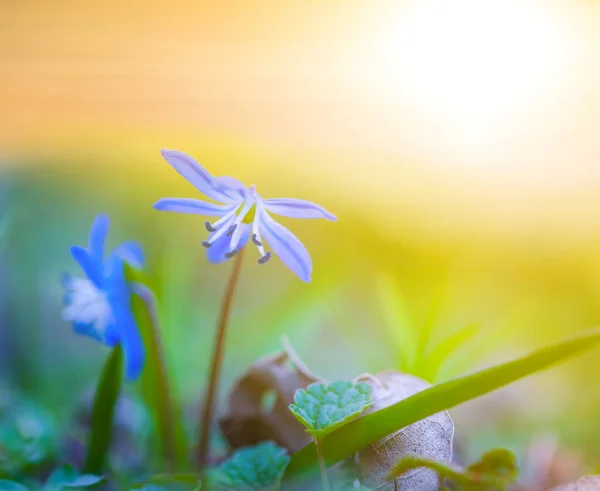Primer Plano Azul Scilla Flores Hierba Atardecer Fondo Flores Naturales —  Fotos de Stock