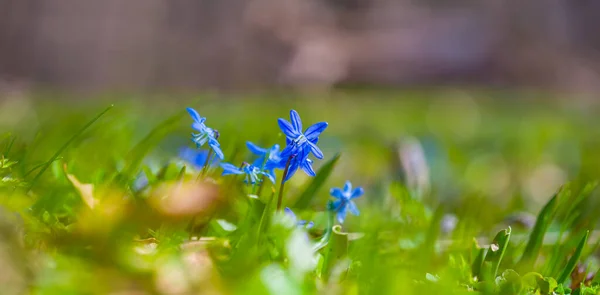 Closeup Blue Scilla Flowers Forest Glade Grass Natural Flower Background — Stock Photo, Image