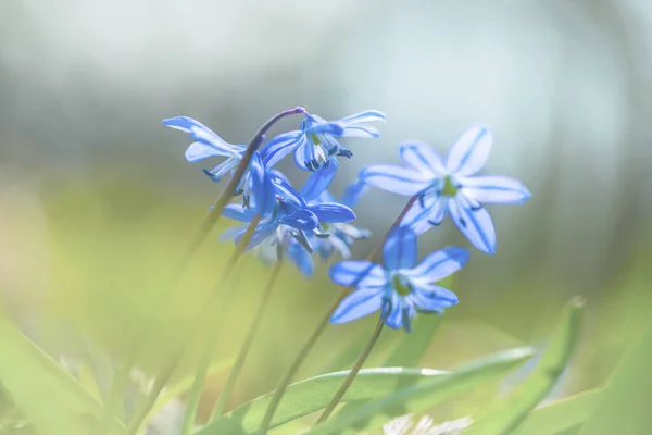 Detailní Modrá Scilla Květiny Lesní Mýtině Tráva Přírodní Květinové Pozadí — Stock fotografie