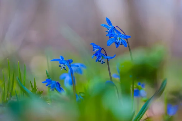 Close Blauwe Scilla Bloemen Het Bos Glade Gras Natuurlijke Bloem — Stockfoto