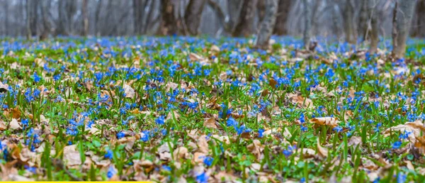 Forest Glade Covered Blue Scilla Flowers Beautiful Outdoor Natural Background — Stock Photo, Image