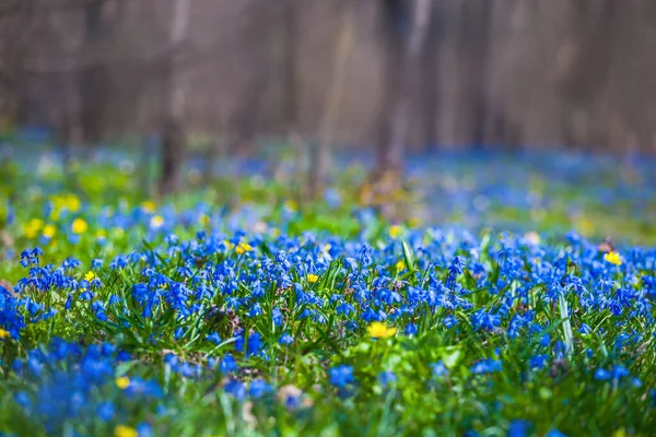 Orman Açıklığı Mavi Scilla Çiçekleriyle Kaplıdır Güzel Doğa Arka Planıdır — Stok fotoğraf