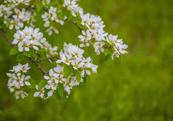 Rama Árbol Primer Plano Flor —  Fotos de Stock