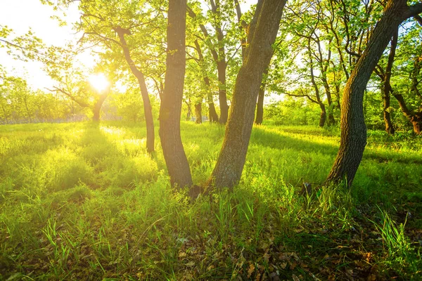 夕阳西下的绿林 适合自然背景 — 图库照片