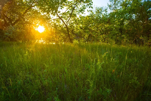 Clairière Forêt Verte Coucher Soleil Bon Pour Fond Naturel — Photo