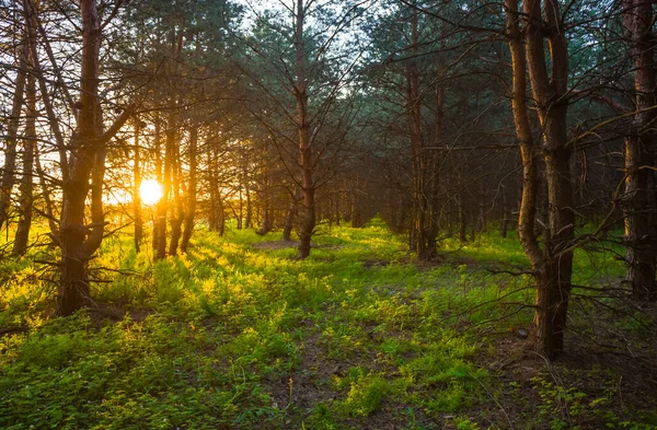 Günbatımında Yeşil Orman Açıklığı Doğal Arka Plan Için Iyidir — Stok fotoğraf