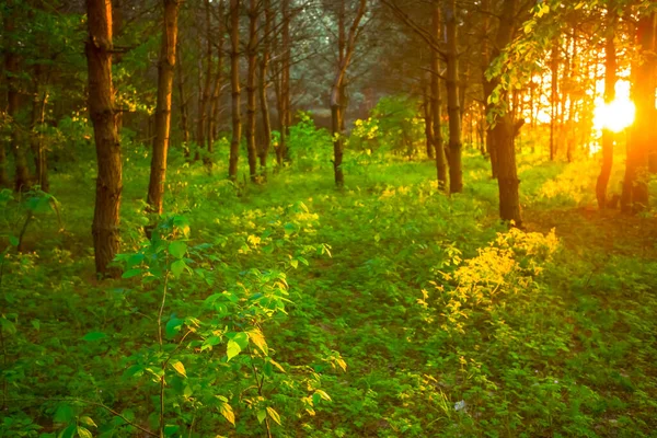 Grüne Waldlichtung Bei Sonnenuntergang Gut Für Den Natürlichen Hintergrund — Stockfoto