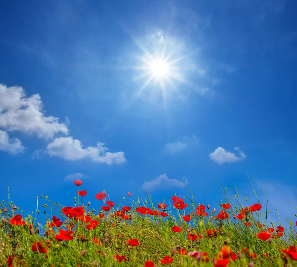 Closeup Red Poppy Flowers Green Grass Sparkle Sun Beautiful Summer — Stock Photo, Image