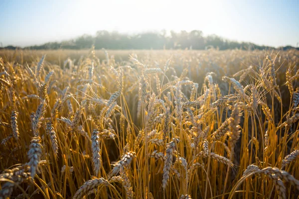 Närbild Sommar Vetefält Solig Dag — Stockfoto