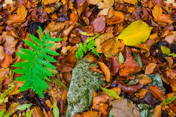 赤い乾燥した葉は地面にあり美しい自然の秋の背景 — ストック写真
