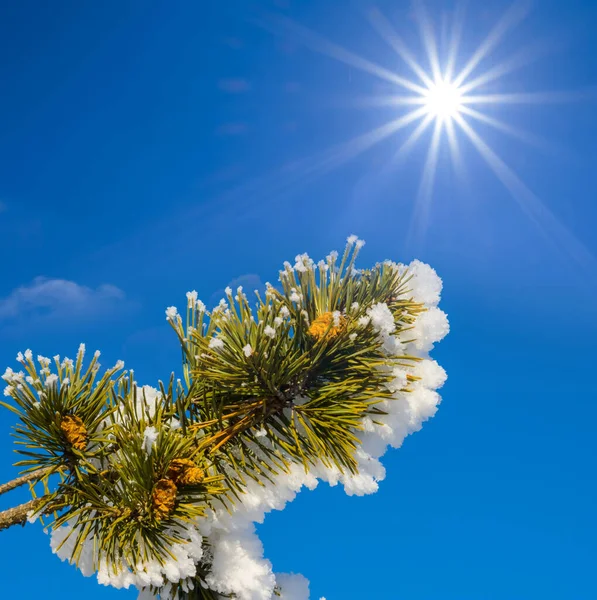 輝く太陽の光で雪の中に松の木冬の自然背景 — ストック写真