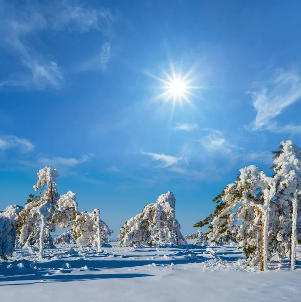 Llanura Nevada Con Bosque Pinos Día Soleado Escena Aire Libre —  Fotos de Stock