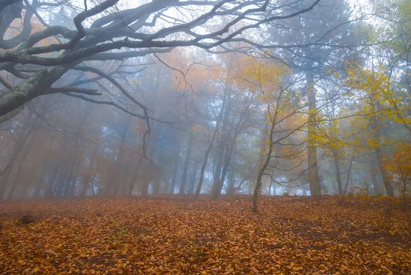 Herbst Roter Trockener Wald Dichtem Nebel Herbstlicher Natürlicher Hintergrund — Stockfoto