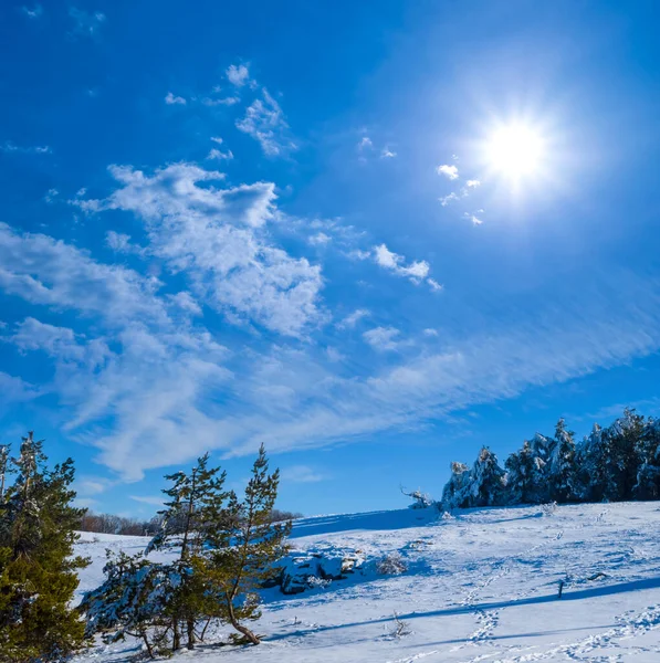 Planície Nevada Com Pinhal Dia Ensolarado — Fotografia de Stock