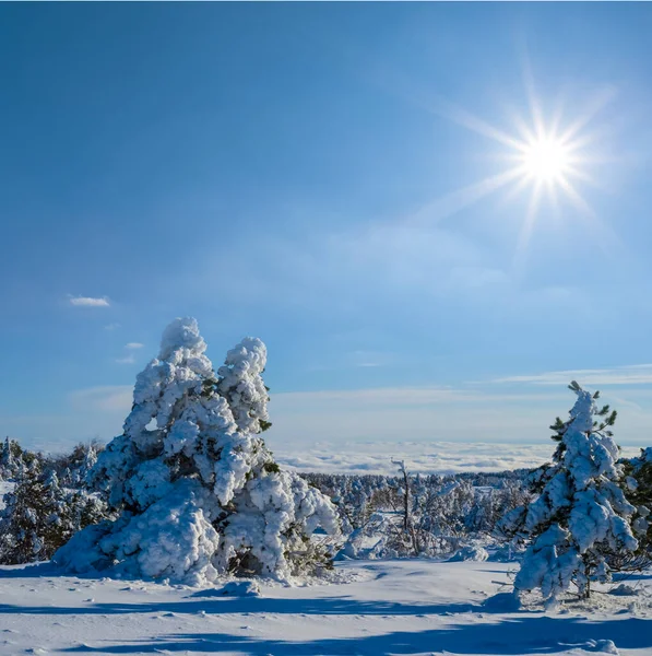 Besneeuwde Vlakte Met Dennenbos Zonnige Dag Winter Outdoor Scene — Stockfoto