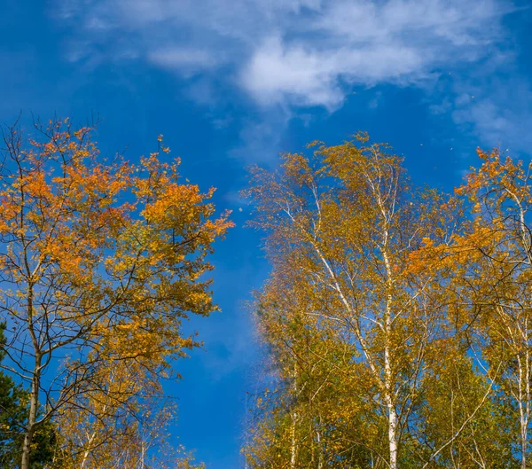Nahaufnahme Roter Herbst Wald Auf Blauem Himmel Hintergrund — Stockfoto