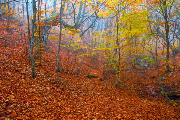 Sonbahar Kırmızı Kuru Orman Yoğun Sis Sonbahar Doğal Arka Plan — Stok fotoğraf