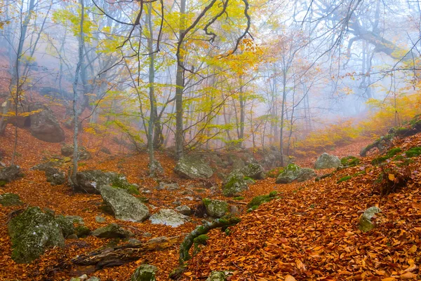 濃い霧の中で秋の赤い乾燥した森秋の自然背景 — ストック写真