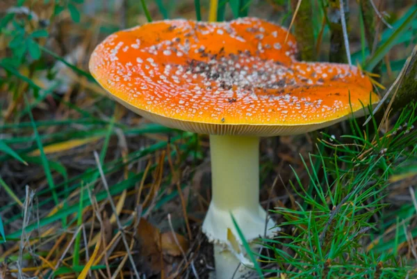 Primer Plano Hongo Flyagaric Rojo Bosque Escena Hongo Natural —  Fotos de Stock