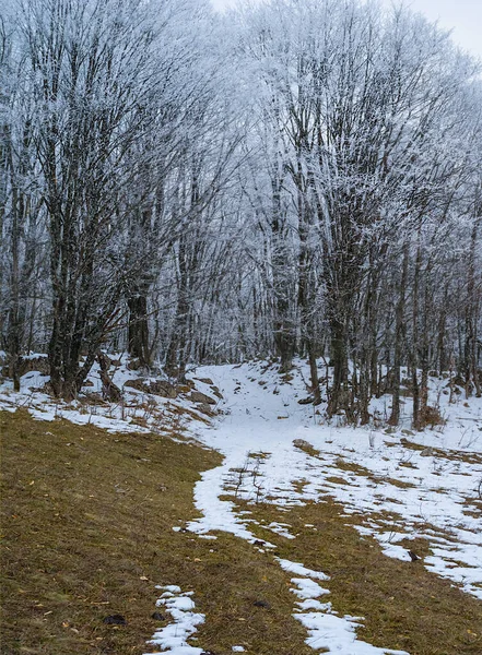 Winter Wald Schnee Natürliche Saisonale Hintergrund — Stockfoto