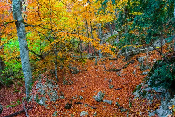 Bosque Otoño Con Hojas Rojas Secas Hermoso Fondo Natural Estacional — Foto de Stock