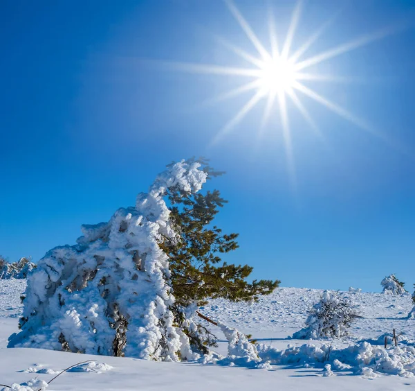 晴れた日には松林が広がる雪の平原冬のアウトドアシーン — ストック写真