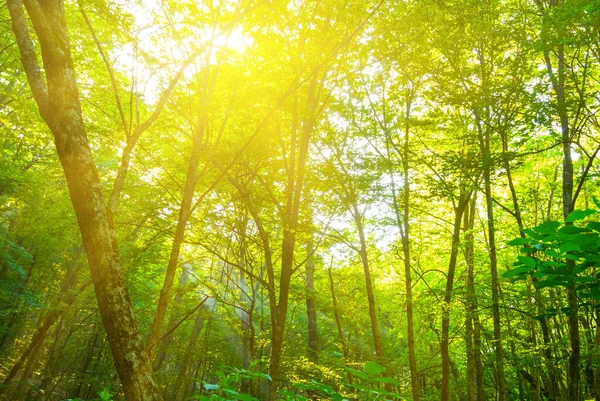 Close Bos Het Licht Van Fonkelende Zon Prachtige Natuurlijke Achtergrond — Stockfoto